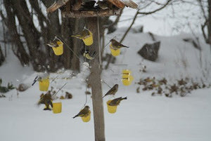 Transform Your Outdoor Space with the Bird Outdoor Decoration Iron Feeder